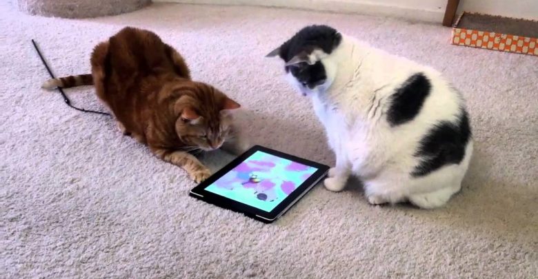 Juegos Android para tu gato